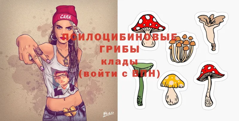 Псилоцибиновые грибы Psilocybe  Грязовец 